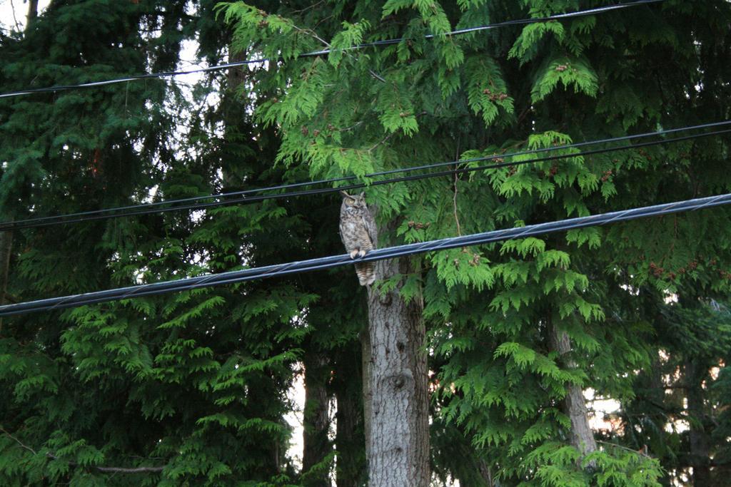 Bed and Breakfast At Nautica Tigh Private Keypad Entrances Qualicum Beach Exterior foto